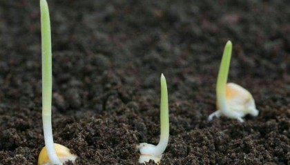 隆平高科、大北农、神农种业、秋乐种业、农发种业相继发布业绩报告